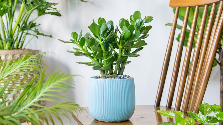 healthy jade plant on chair