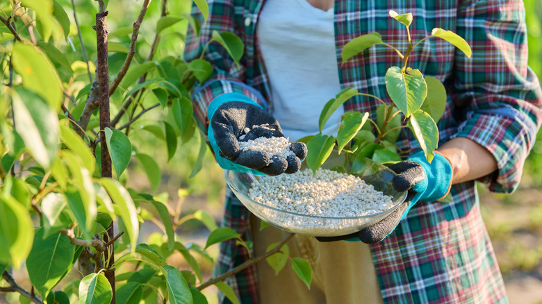 gardener fertilizing a fruit tree