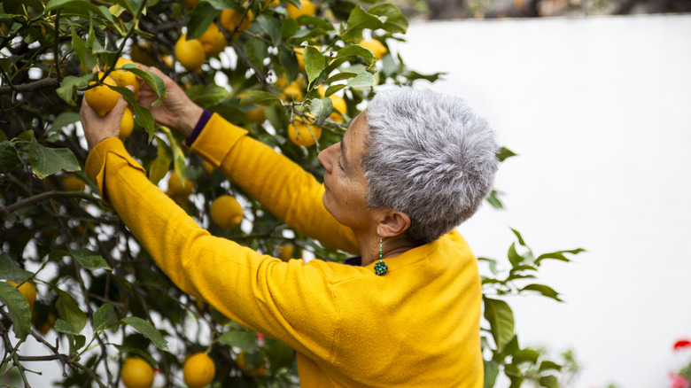 older woman tending to lemon tree
