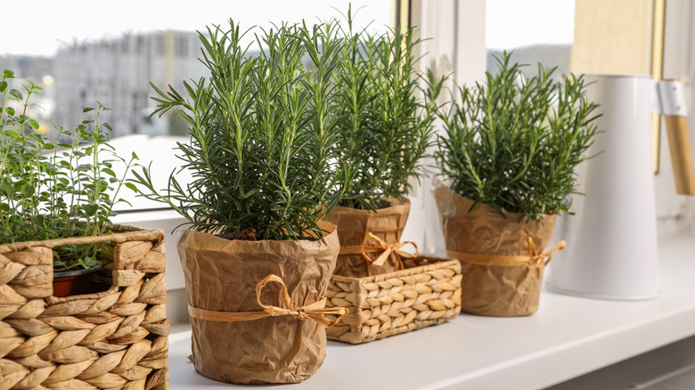 Aromatic green rosemary in pots on windowsill.