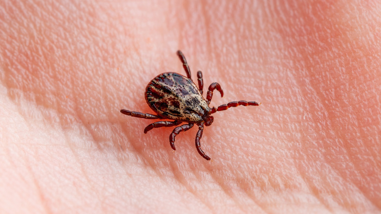 A small tick crawling on a human hand