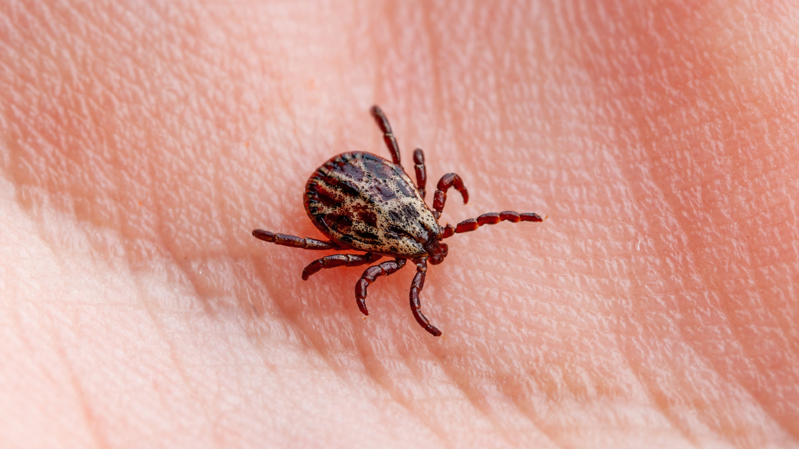 Should You Flush Ticks Down The Toilet?
