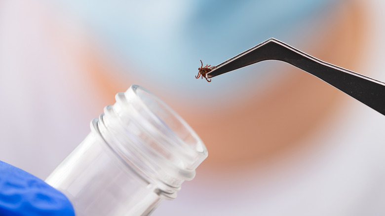 A technician using tweezers to place a tick into a test tube