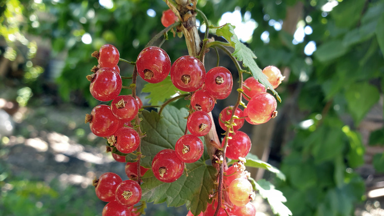 Shiny red currants hang from a branch.