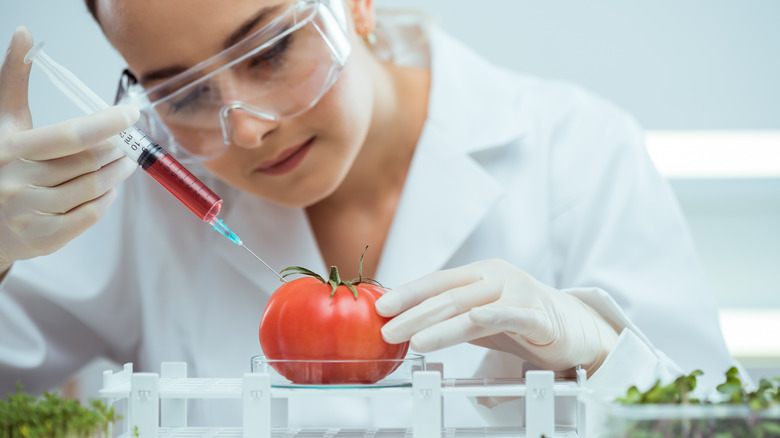 scientist injecting a tomato 