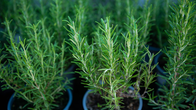Several small rosemary plants growing in sky blue pots.