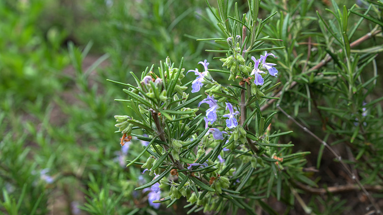 Rosemary plant growing in a garden.