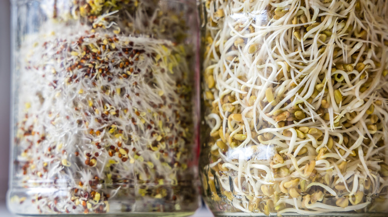 Different sprouts stored in a jar