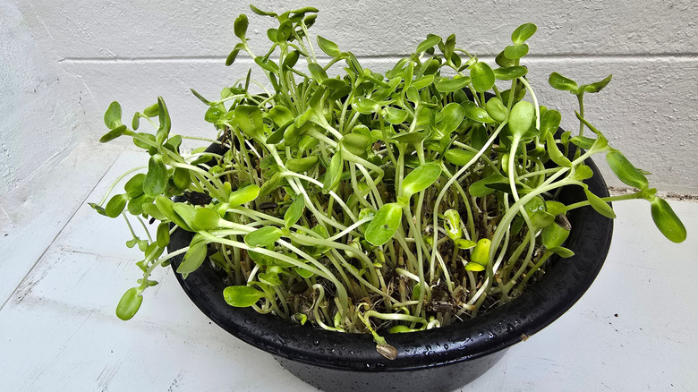 Sprouts growing in a pot