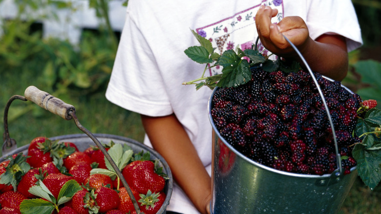 Child with buckets of blackberries and strawberries