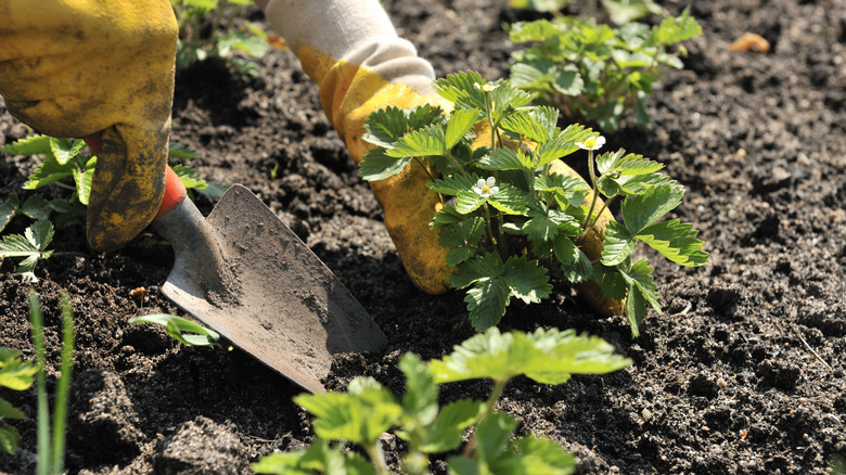 Person planting strawberries