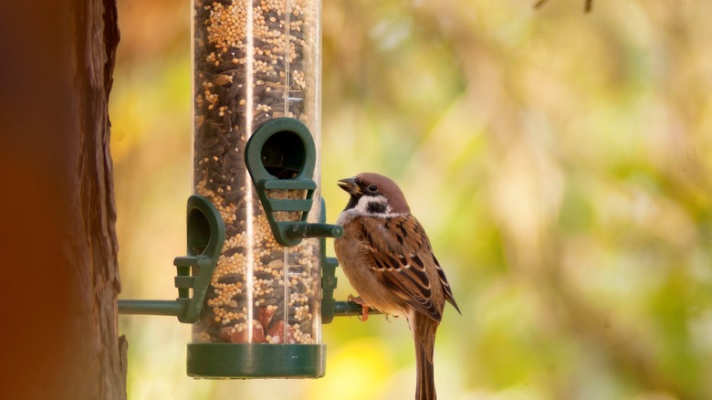 Bird at bird feeder