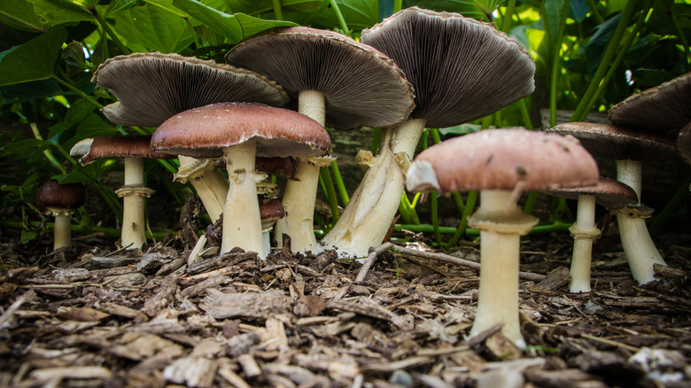 Wine cap mushrooms growing on mulch under leafy plants