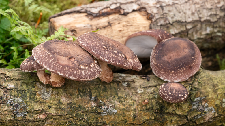 Shiitake mushrooms growing on a log