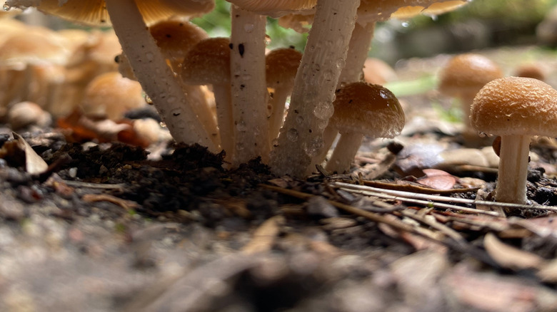 Cluster of wet white mushrooms growing in the ground