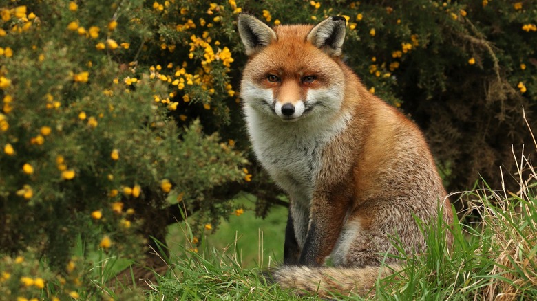 Fox sitting in yard