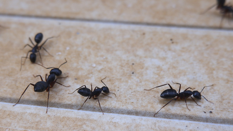 Closeup on four black ants on a beige tile floor