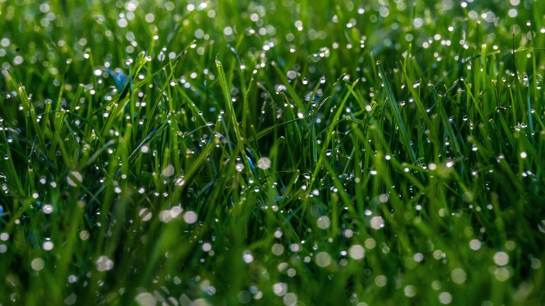 Grass blades covered by dew