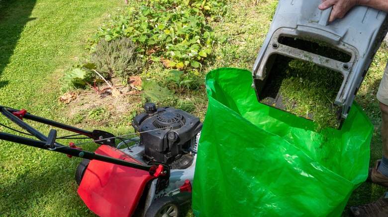 Hand putting lawnmower clippings in a green bag