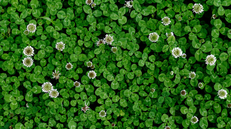 clover lawn with flowers