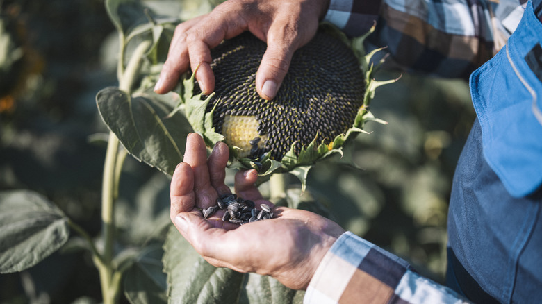 Hands harvesting sunflower seeds