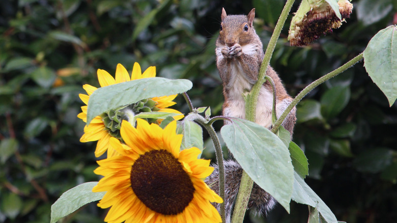 Squirrel on sunflower plant