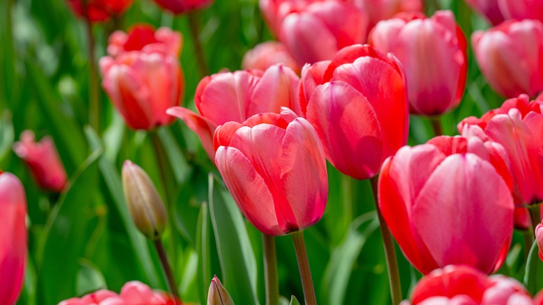 red tulips in bloom
