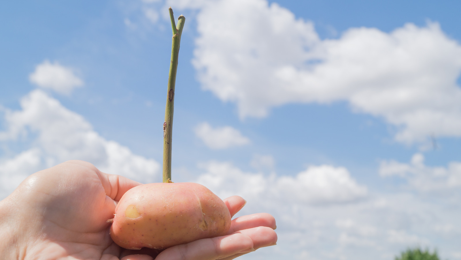 Should You Try The Viral Hack Of Planting Your Rose Bush With A Potato?