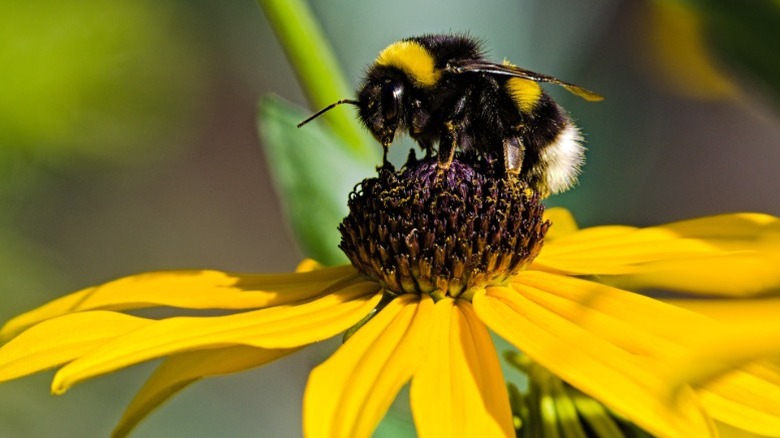 Bumblebee pollinating a black-eyed Susan flower.