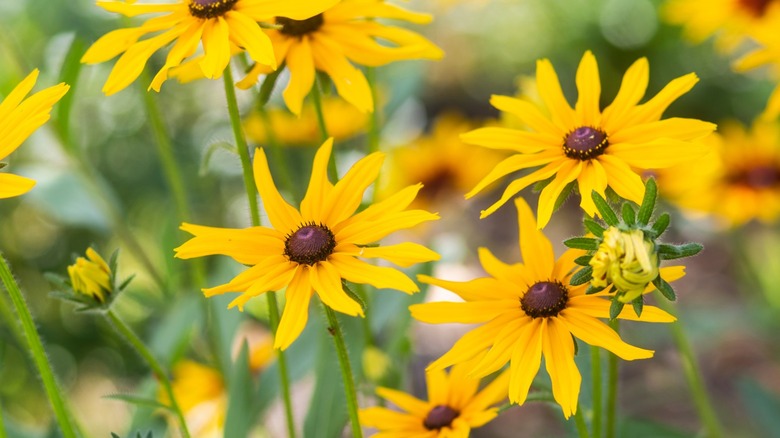Blooming black-eyed Susans in the garden.