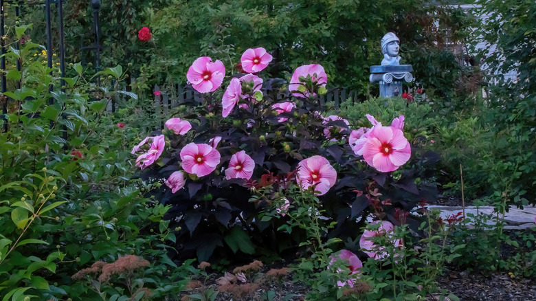 Hardy hibiscus growing in garden