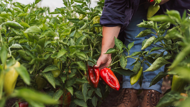 A person picking ripe red peppers from a bushy plant