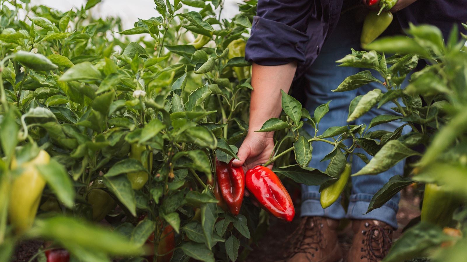 Should You Prune Pepper Plants In July?
