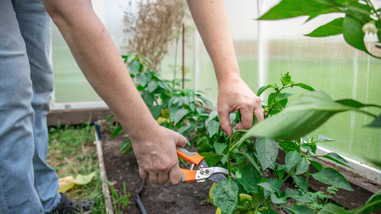 A person pruning a pepper plant