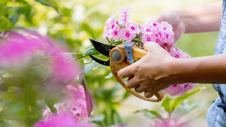 A gardener prunes phlox flowers.