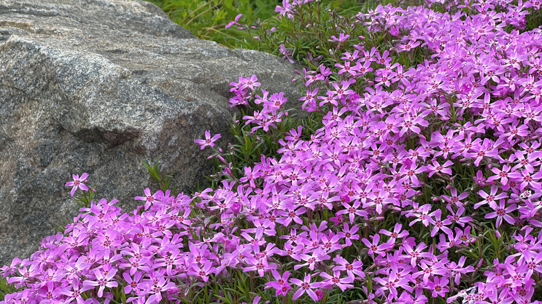Phlox grows near a rock.