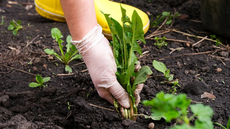 person pulling weeds out of ground