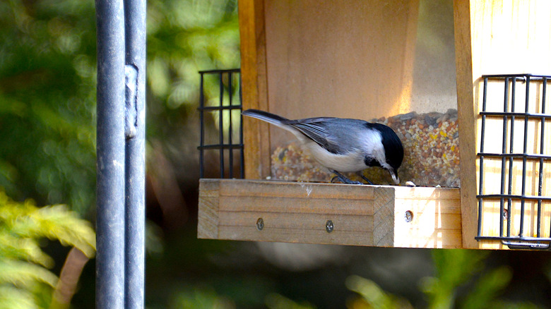 bird eating from wooden bird feeder