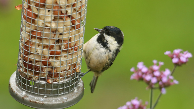bird perched on feeder