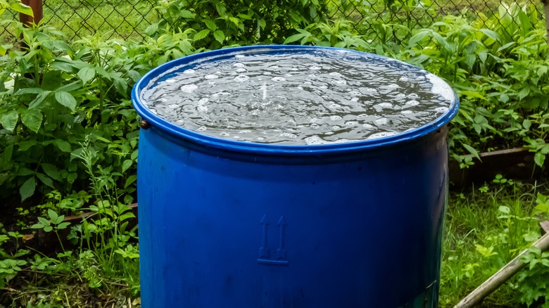 Rainwater barrel collecting rain