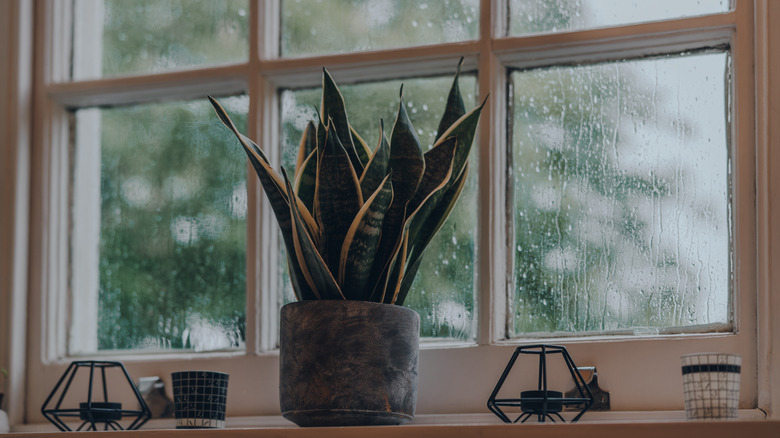 Houseplant in rainy window