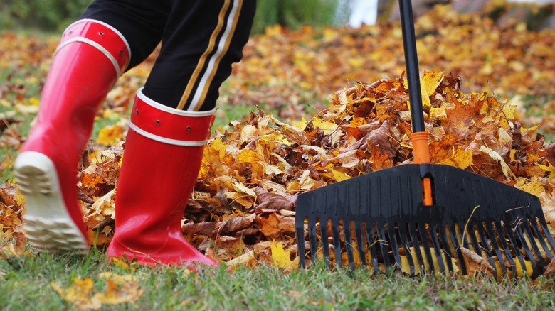 A gardener in red rubber boots rakes leaves on a lawn.