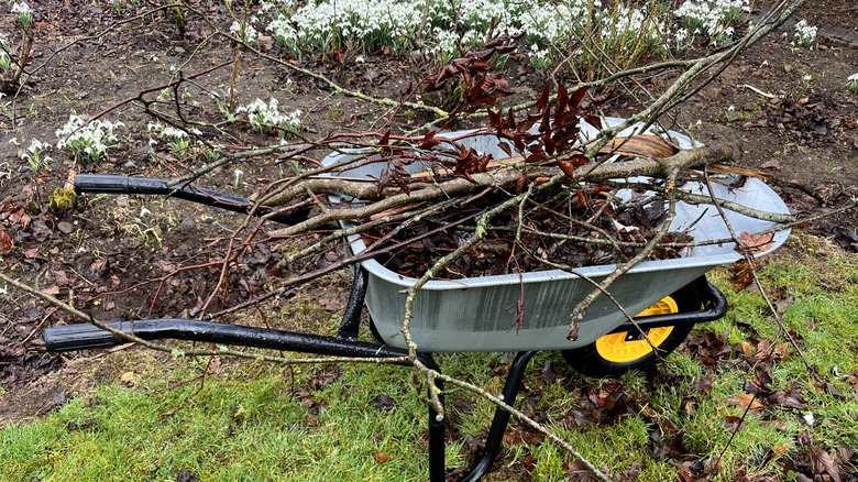 A wheelbarrow is filled with a pile of sticks and small branches gathered from the garden.
