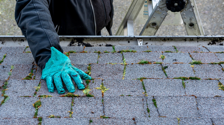 Man treating moss-infested roof