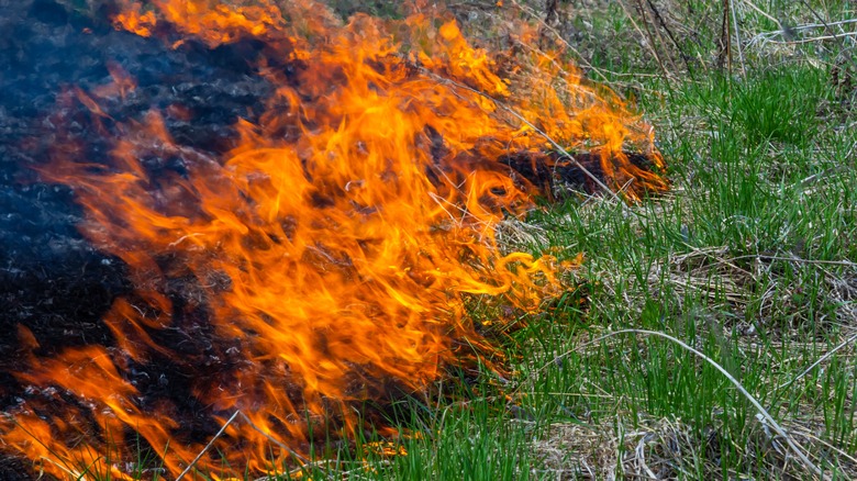 green grass on fire