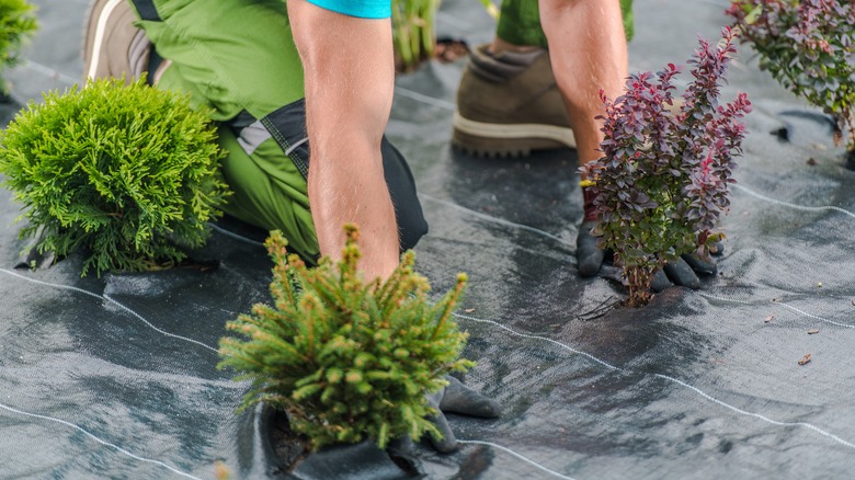 person planting into landscape fabric