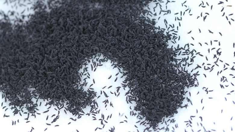 A large swarm of snow fleas gather at the top of a snowy blanket