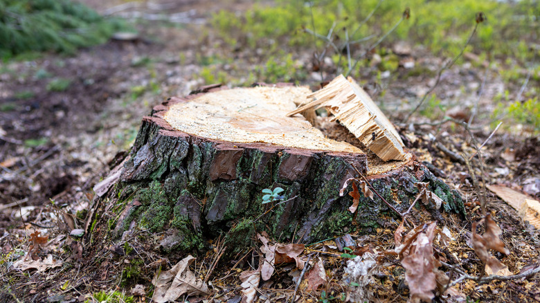 A freshly cut tree stump surrounded by dirt, leaves, and grass.