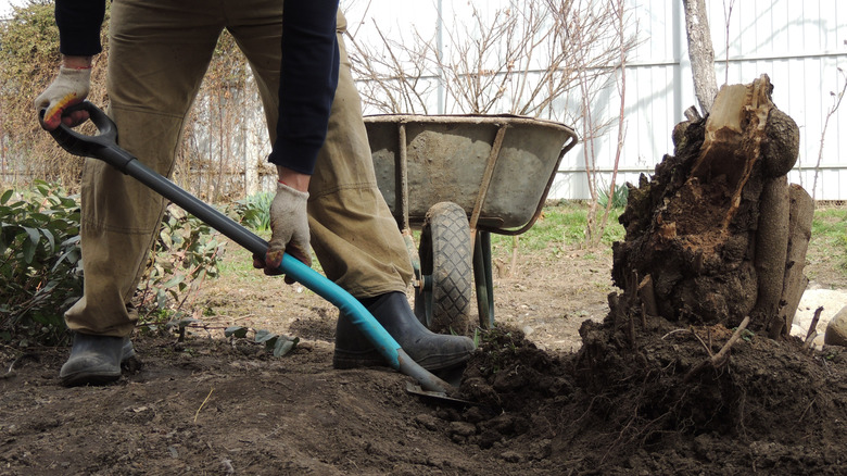A person uses a shovel to uproot a tree stump in a yard.