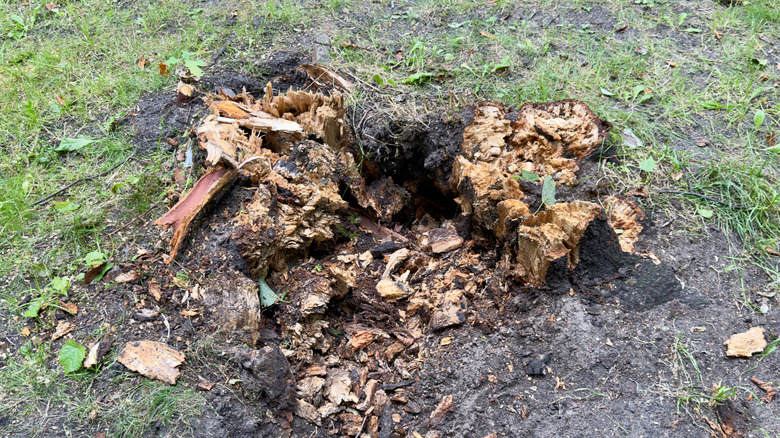 The messy remains of a decaying tree stump in a grassy area.